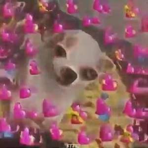 Meet your Posher, Belle